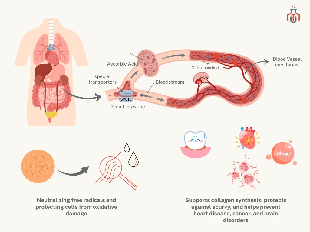 Infographic showing how ascorbic acid is absorbed and supports antioxidant protection and collagen synthesis.