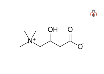 chemical structure of l-carnitine containing a trimethylated quaternary ammonium head attached to a four-carbon backbone includes hydroxyl group (-OH) and (-COOH) 